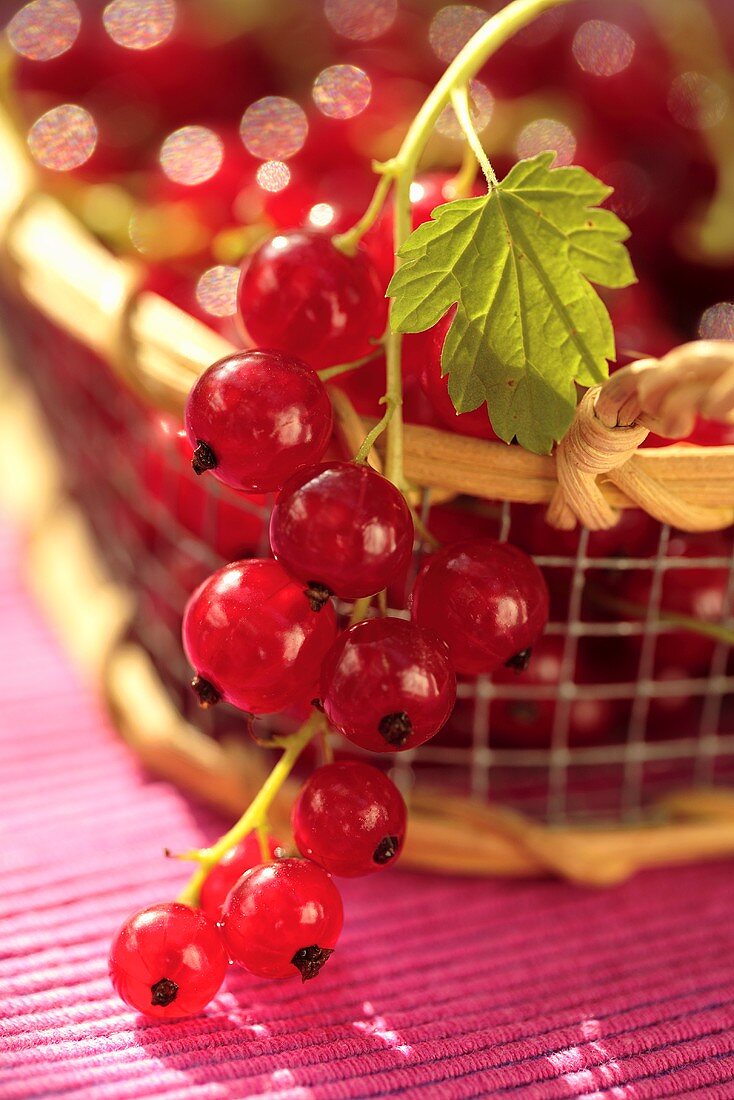 Redcurrants in a basket