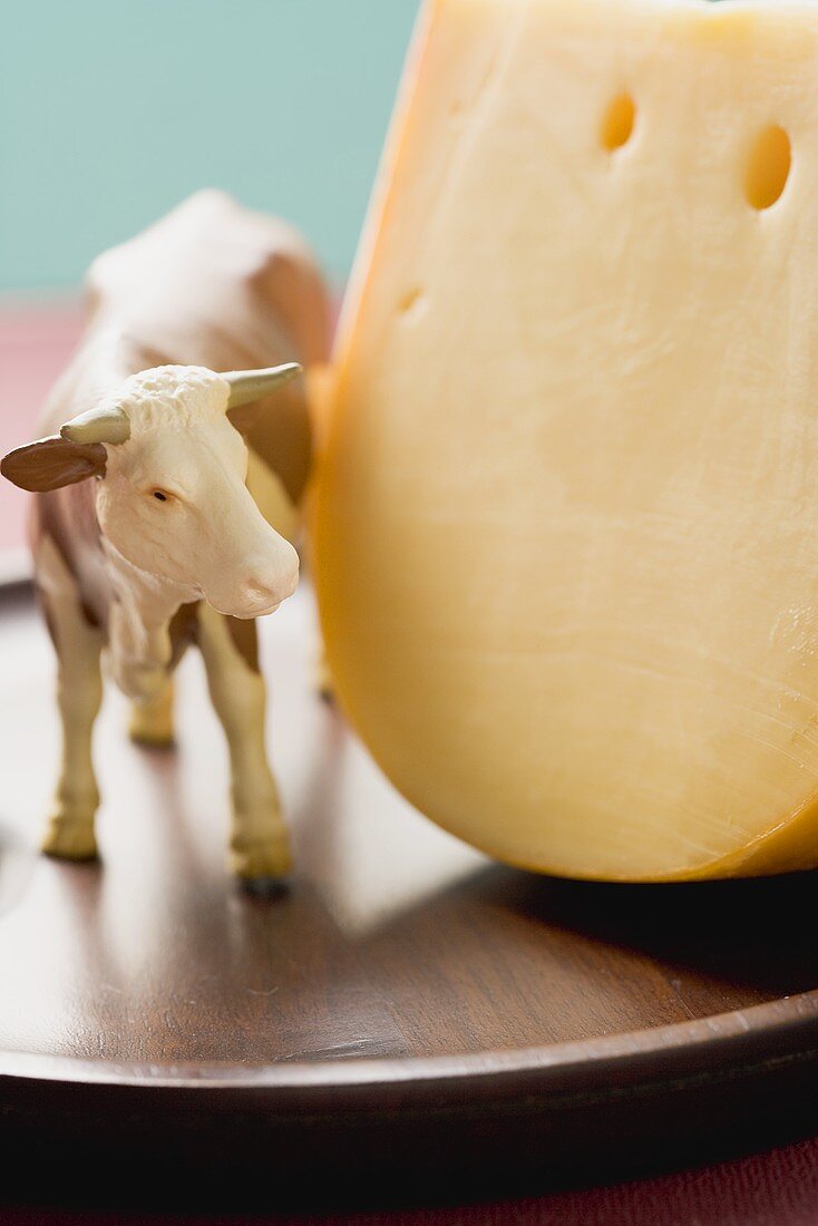 Piece of Gouda cheese, toy cow beside it
