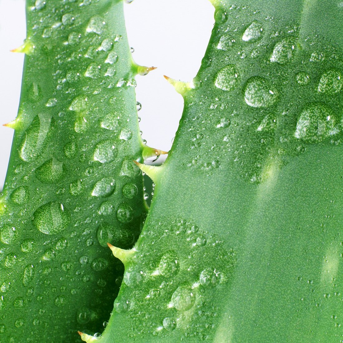 Leaves of an Aloe vera plant with drops of water