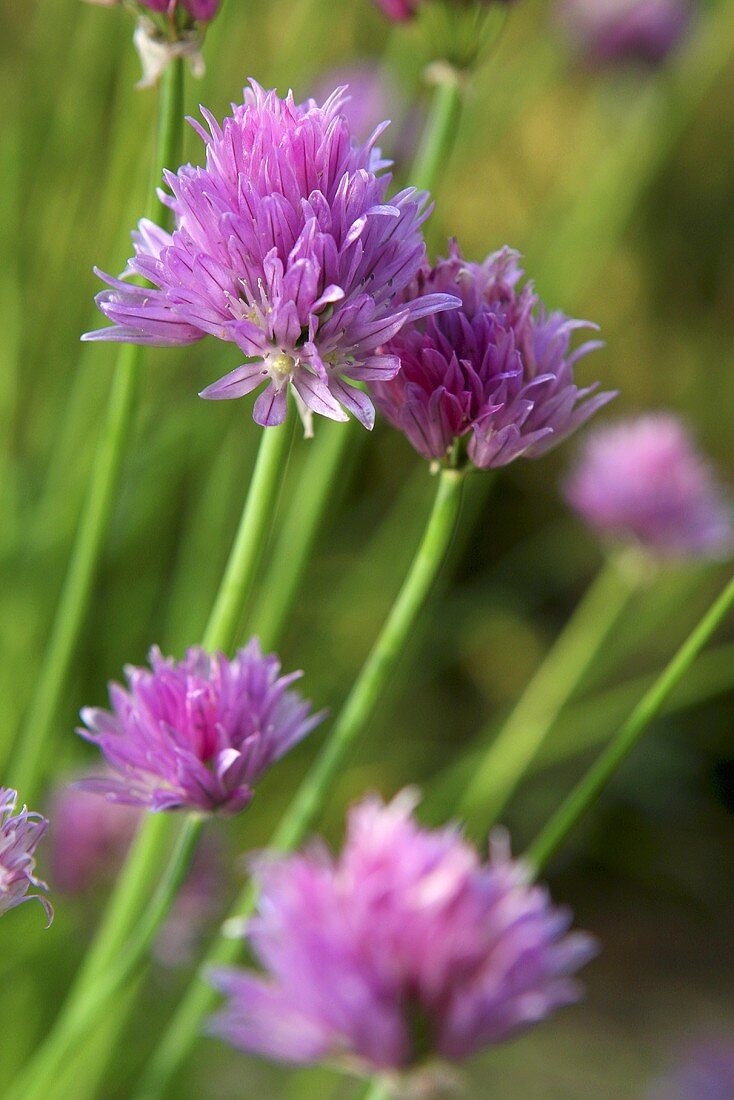 Chive flowers out of doors