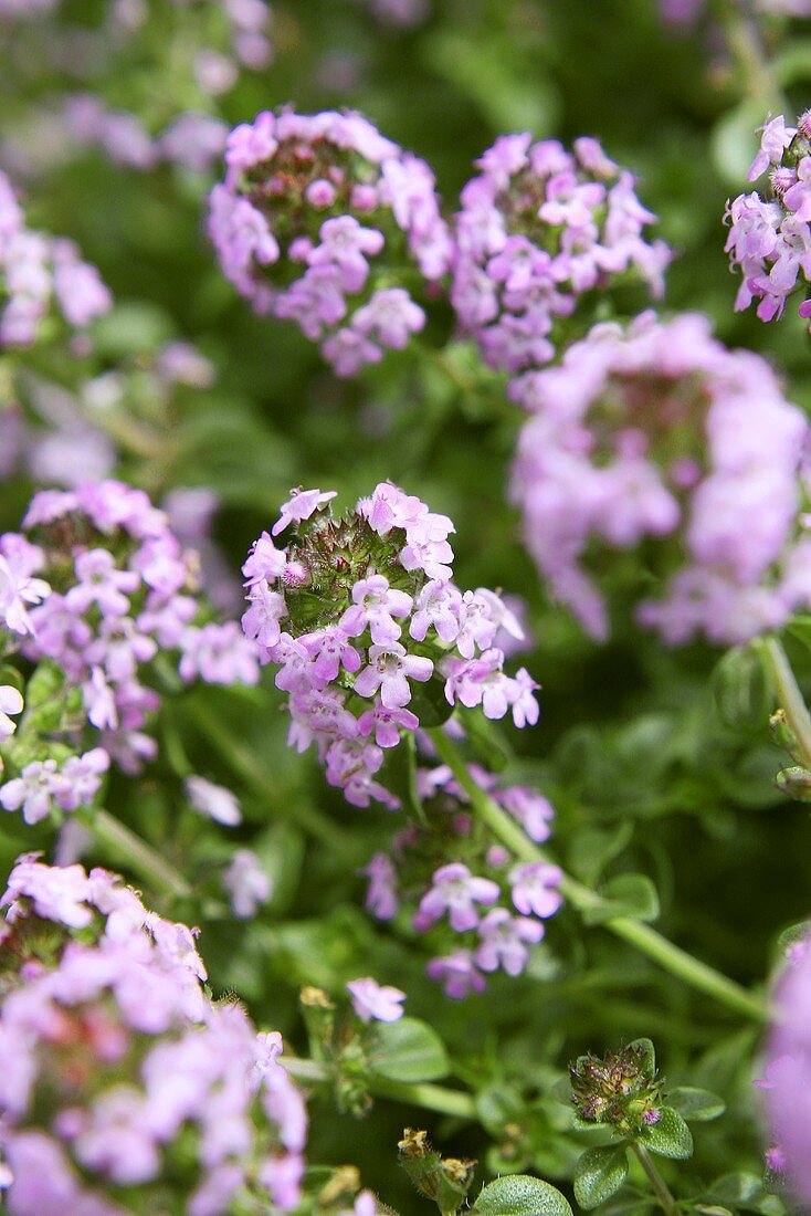 Zitronenthymianblüten im Garten