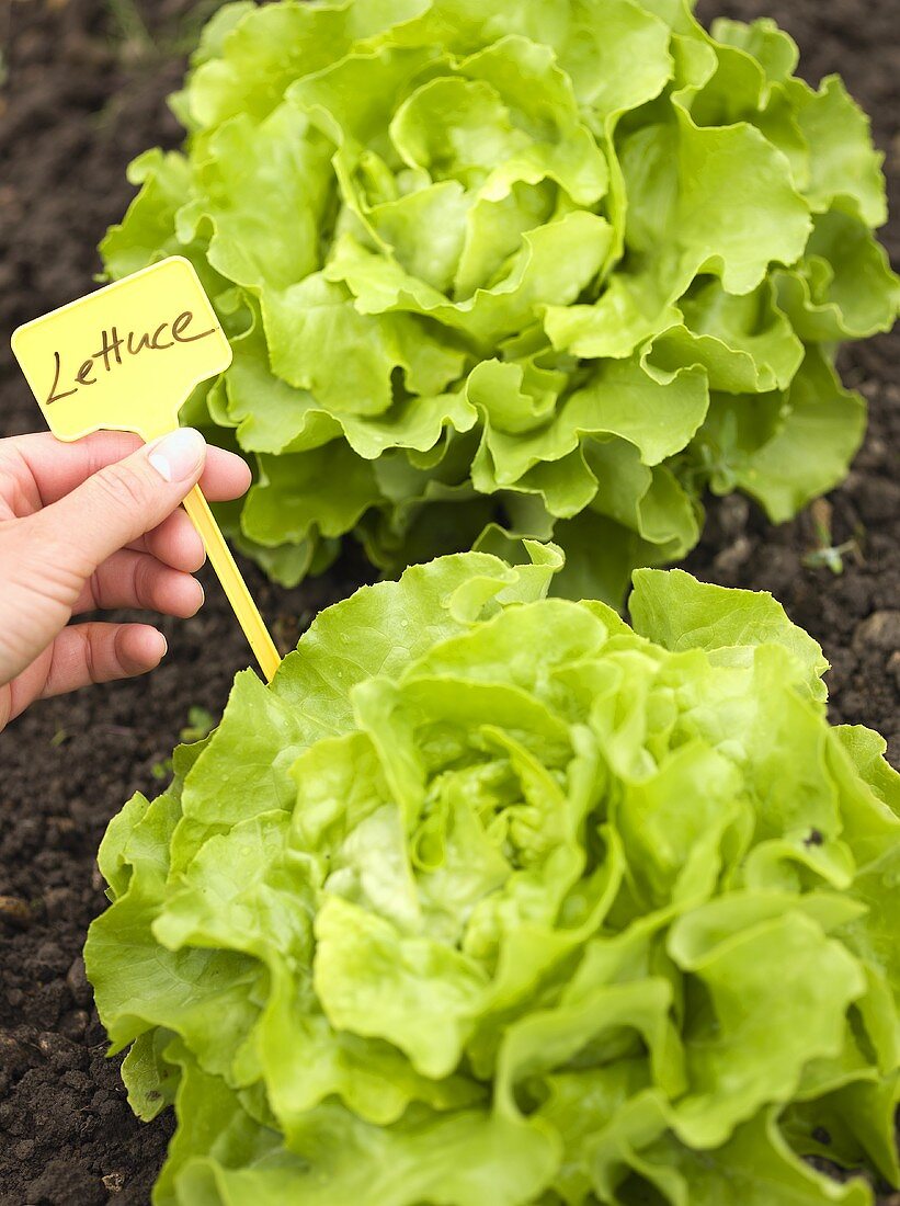 Hand holding label with the word Lettuce beside lettuce