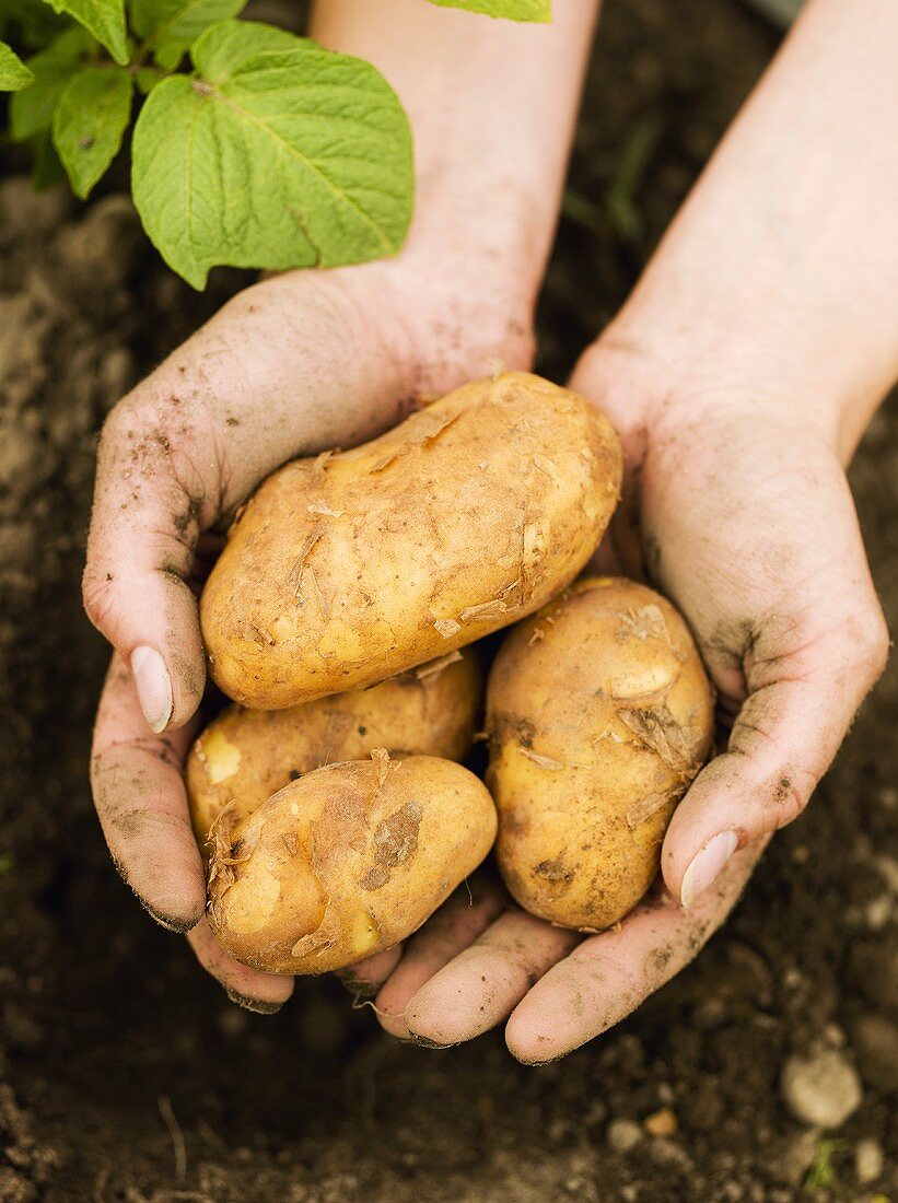 Hands holding freshly dug potatoes