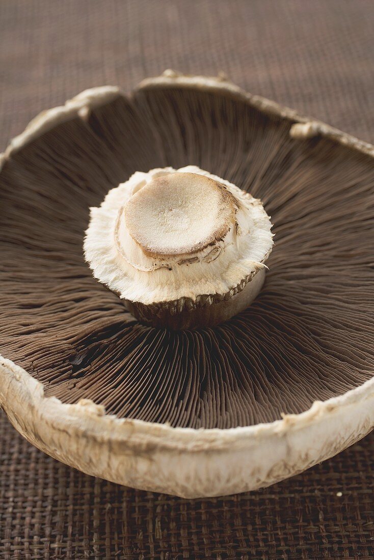 Portobello mushroom from below (close-up)