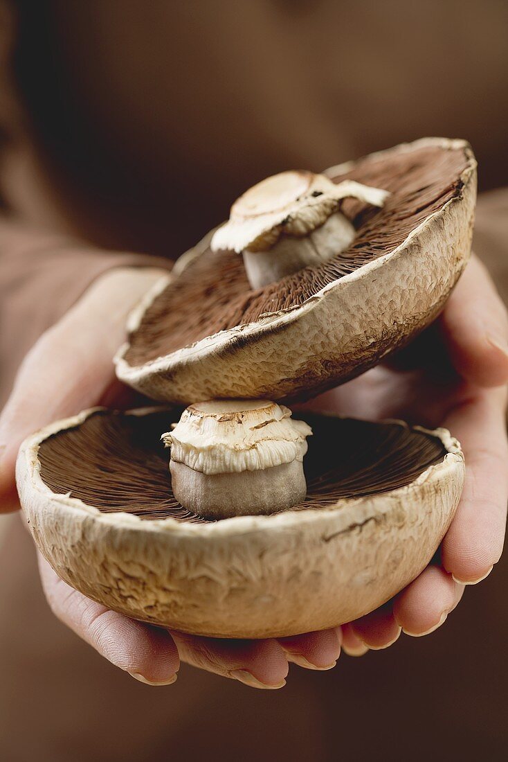 Hands holding two Portobello mushrooms