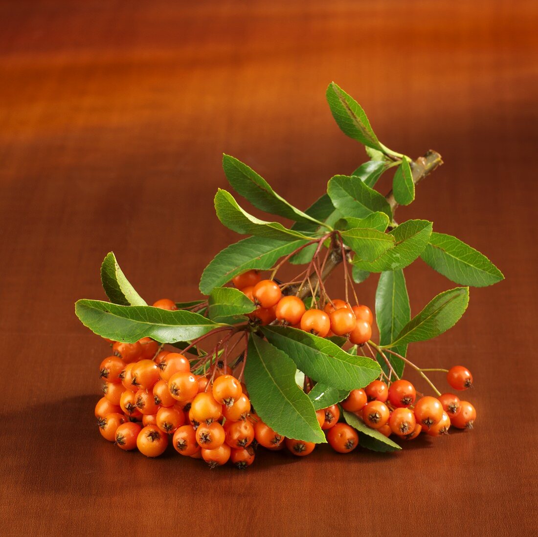 Pyrancantha branch on wooden background