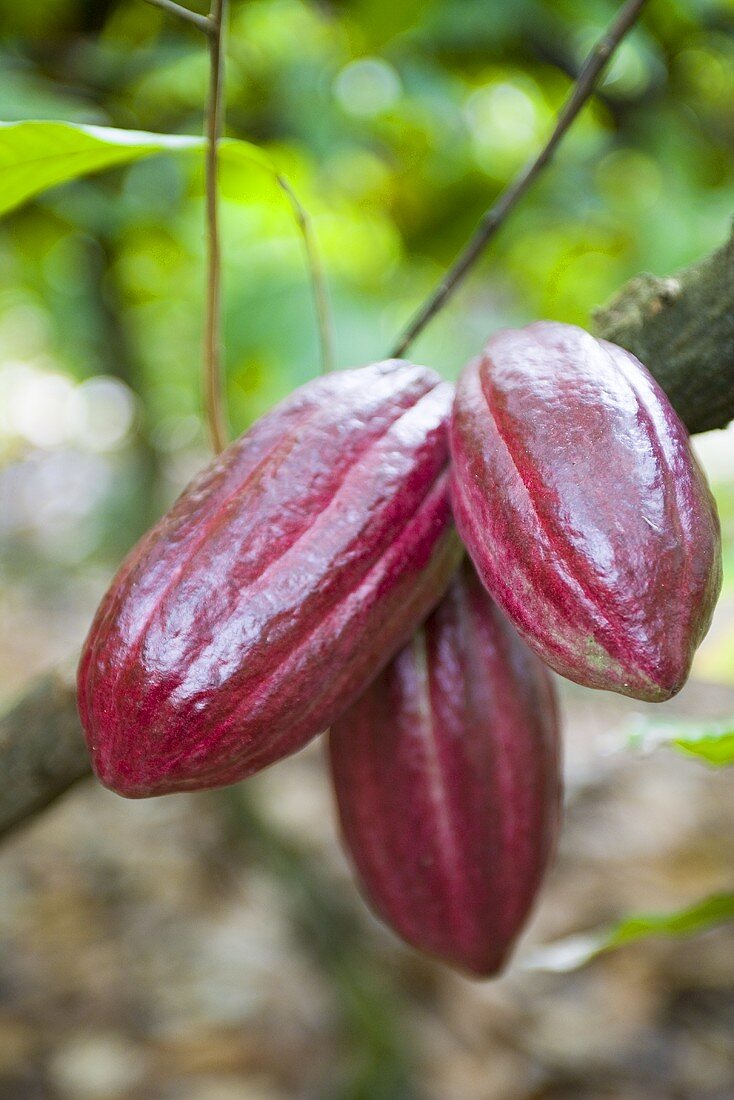 Cacao fruits on branch