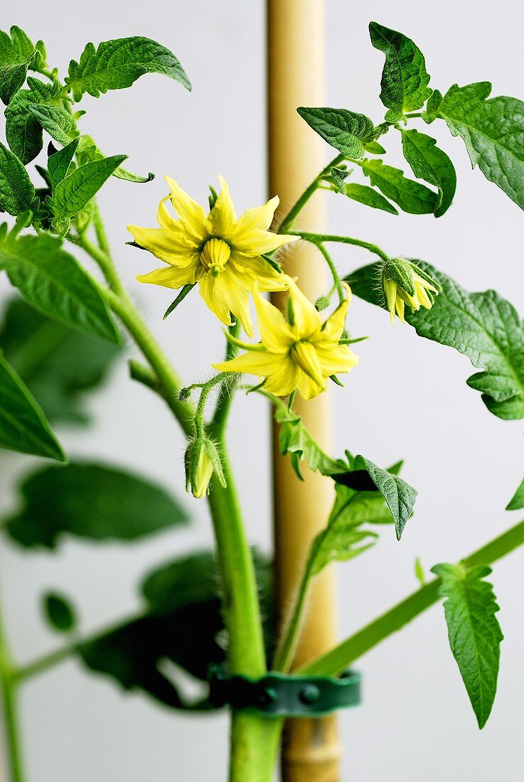 Tomatenpflanze mit Blüten