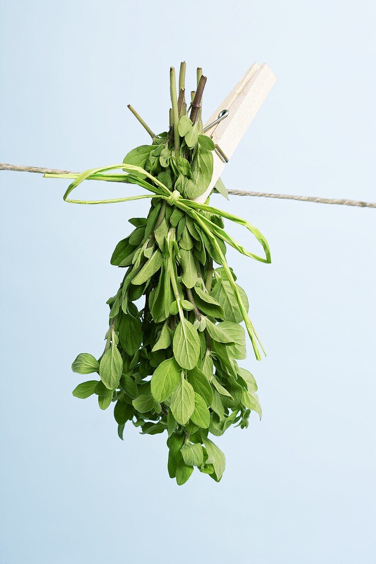 Oregano trocknet auf Wäscheleine