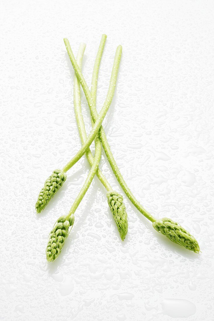 Wild asparagus with drops of water