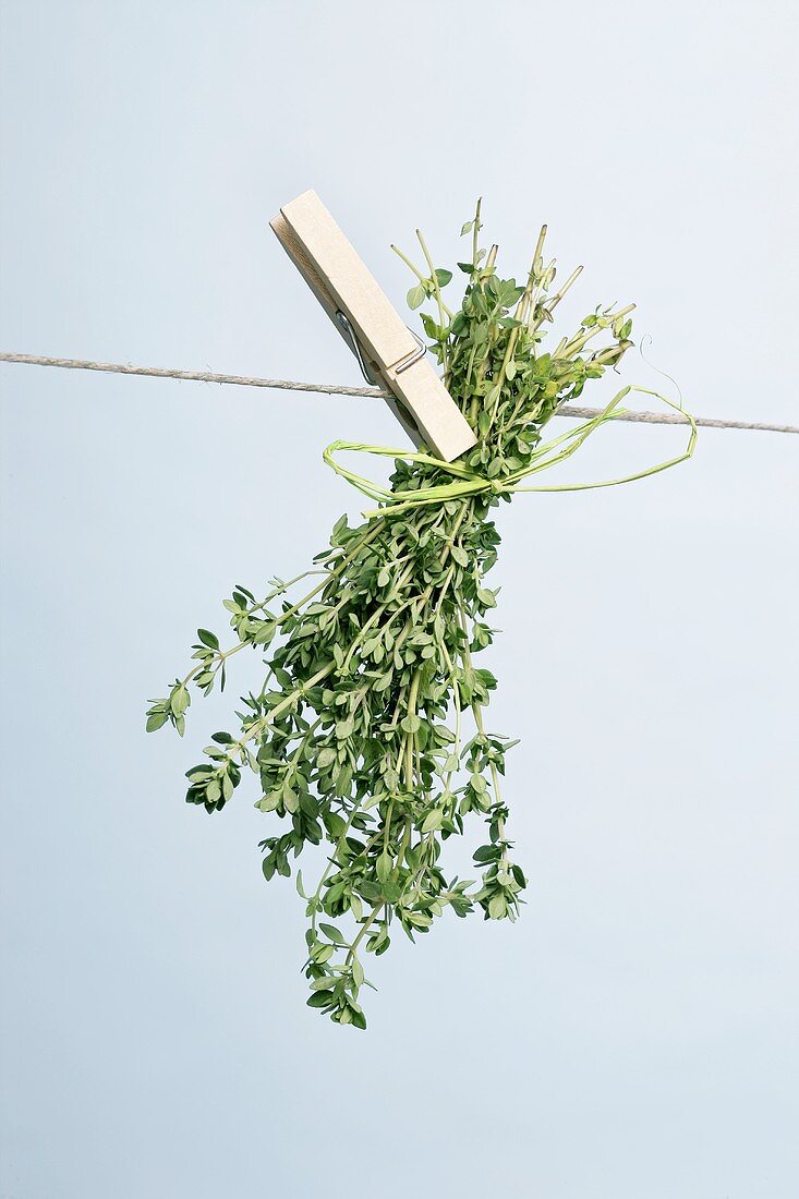 Thyme drying on a washing line