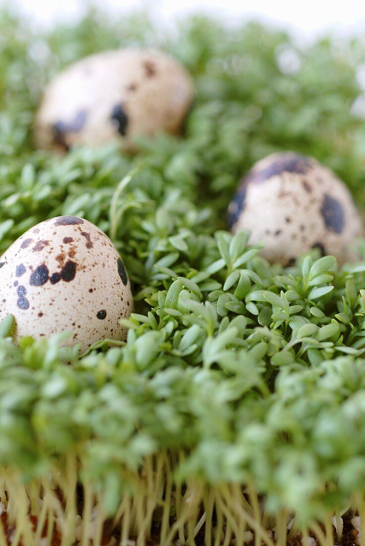 Quails' eggs on fresh cress