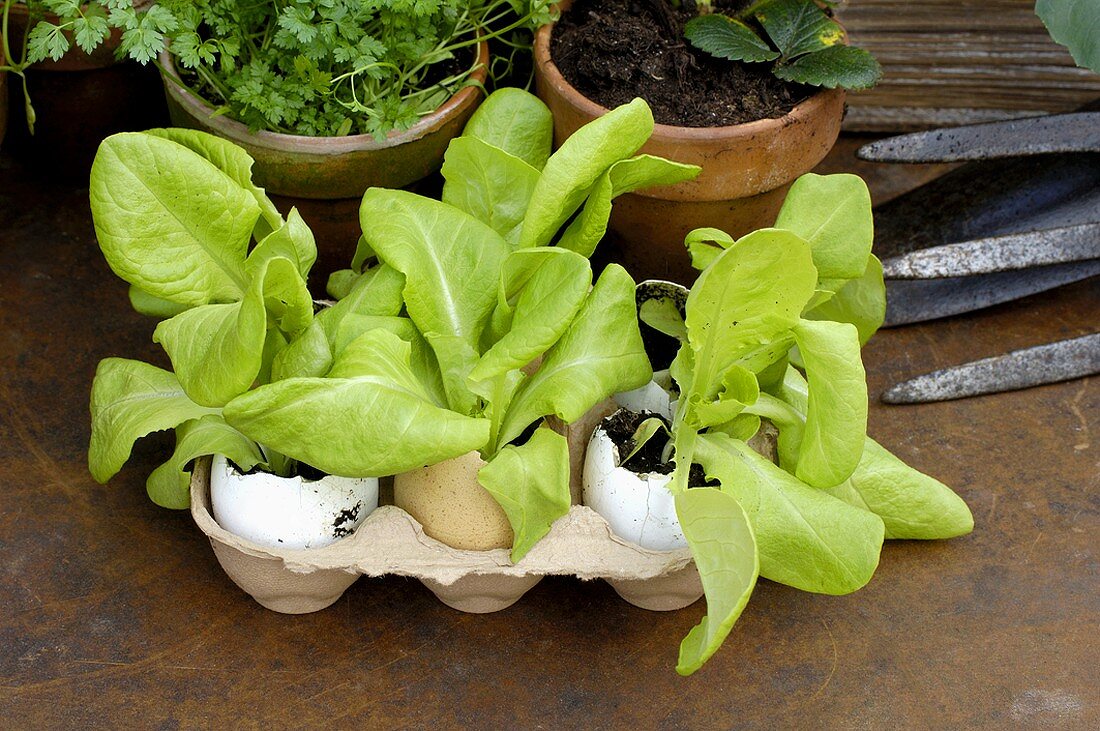 Salatpflanzen in Eierschalen