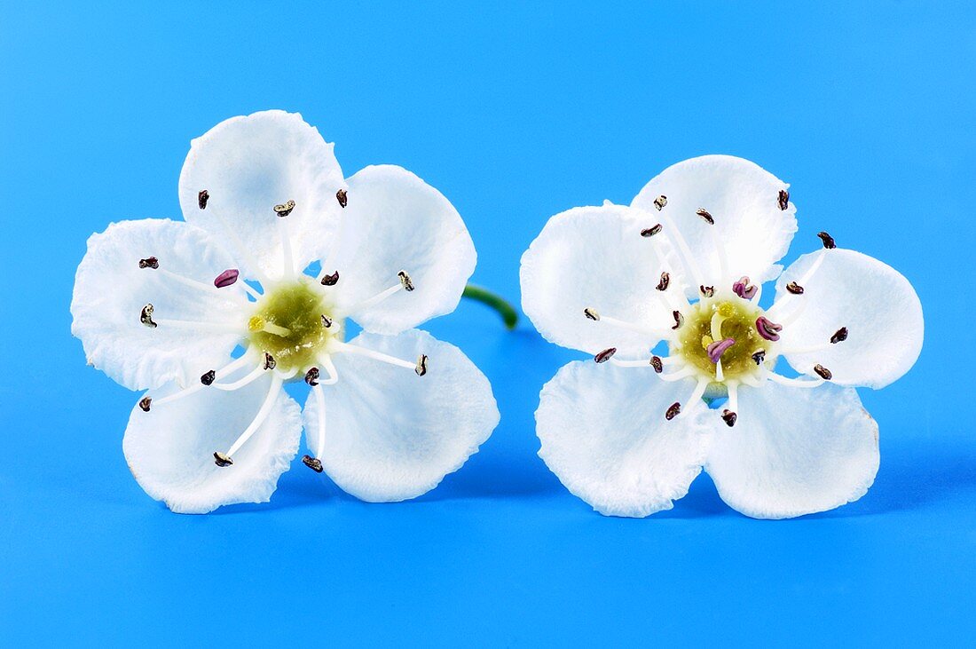 Zwei Weissdornblüten