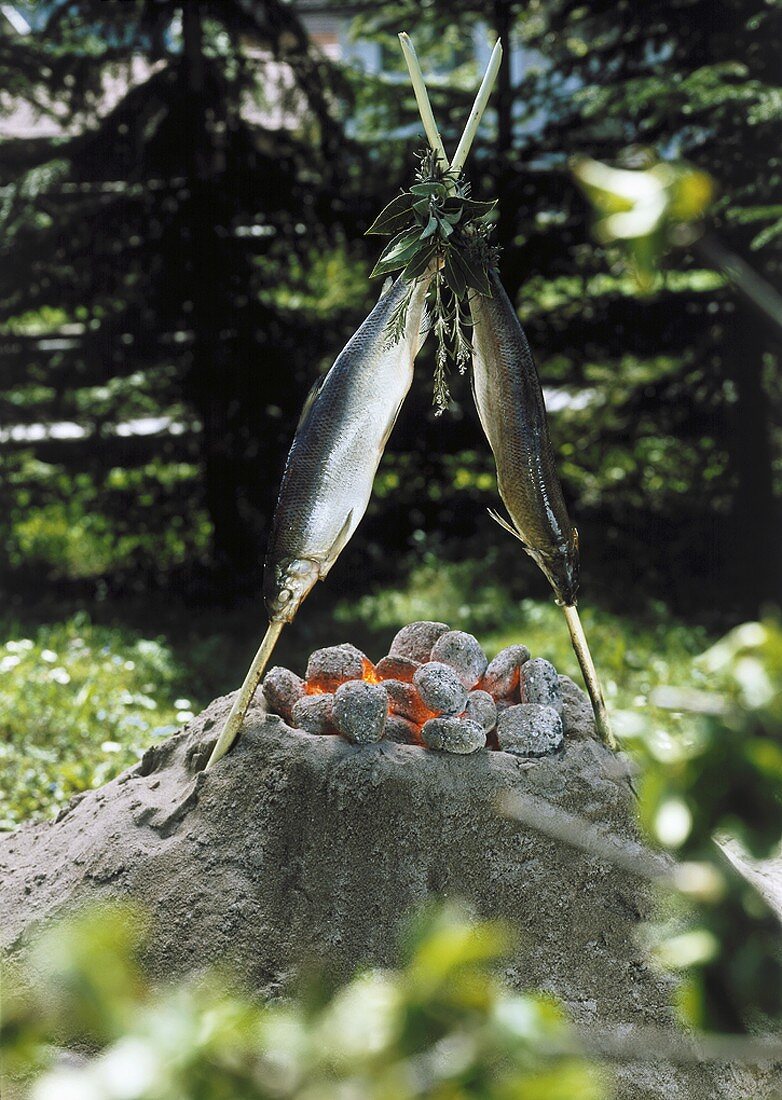 Grilling skewered fish