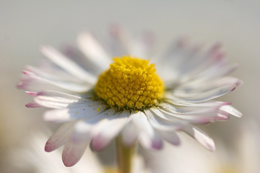 Gänseblümchen (Close Up)