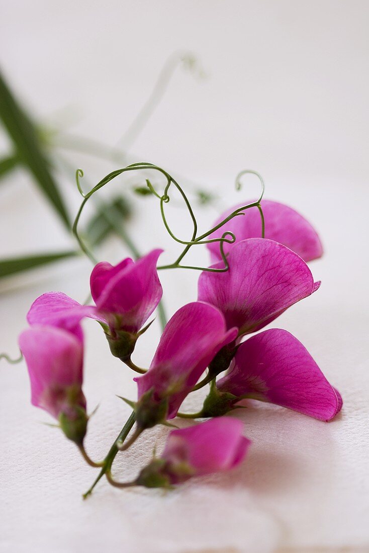 Purple sweet peas