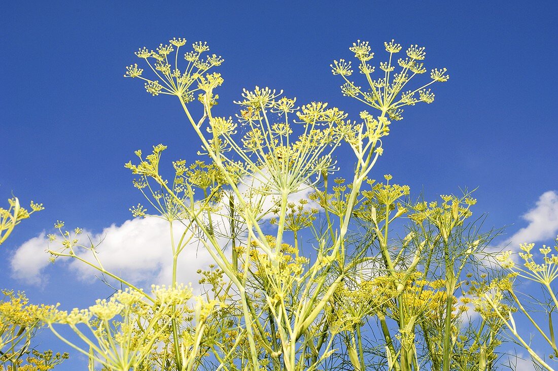 Wild fennel in the open air