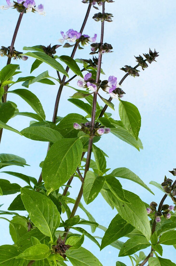 Thaibasilikum mit Blüten