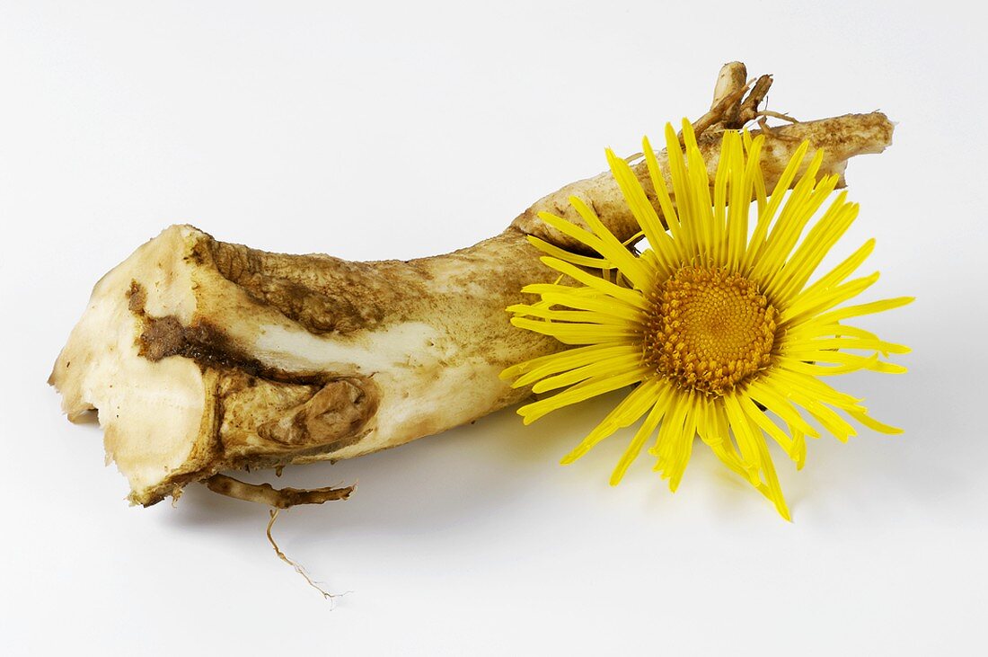 Elecampane root and flower