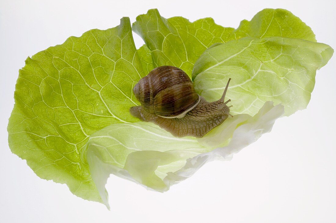 Lebendige Schnecke auf Salatblatt