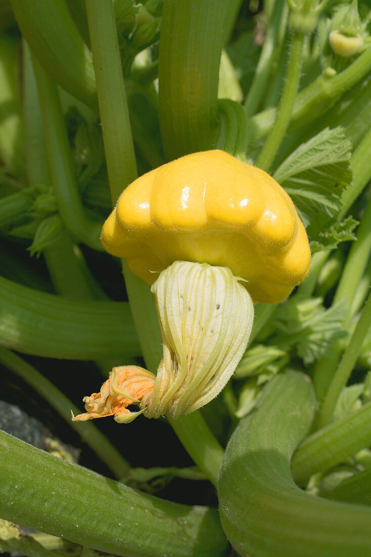 Patty pan squash with flower on the plant