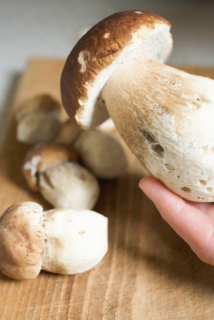 Hand hält Steinpilz über Schneidebrett mit Steinpilzen