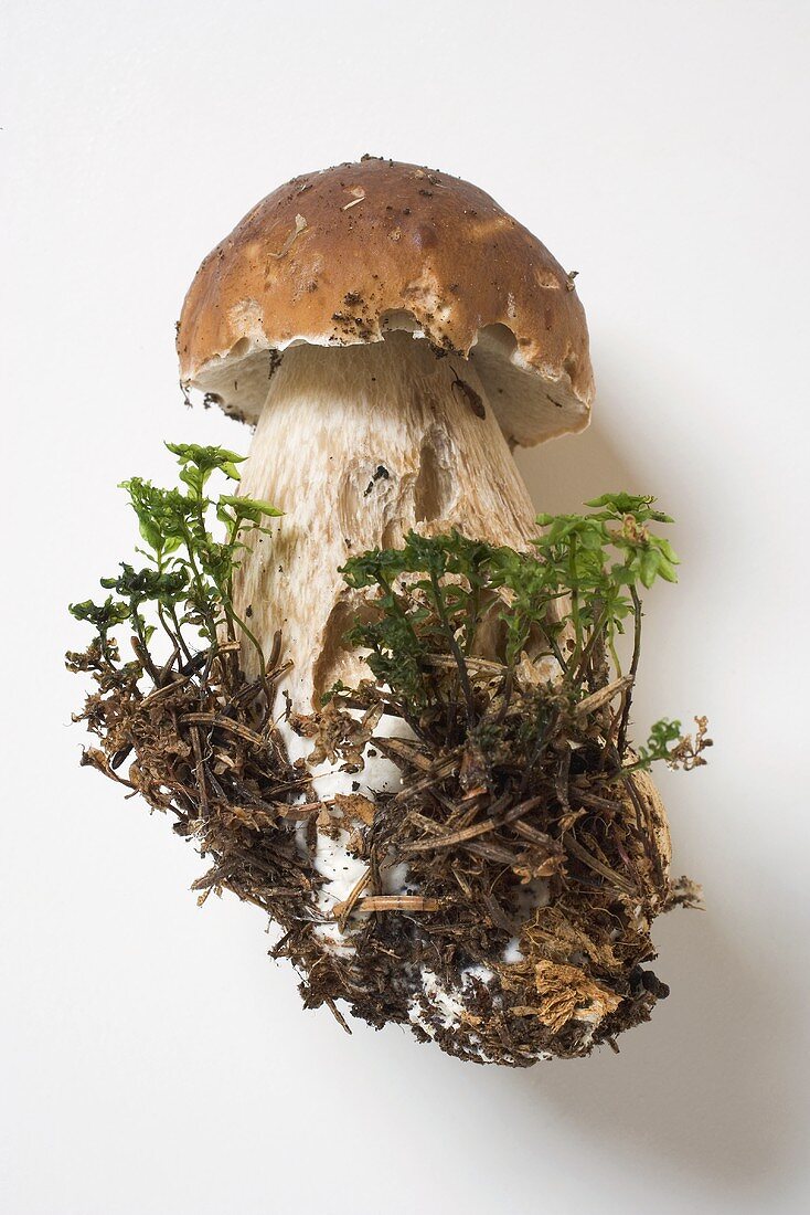 A cep with soil and moss