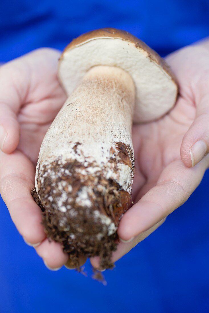 Hands holding a fresh cep