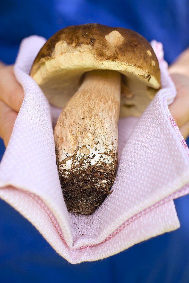 Hände halten frischen Steinpilz auf Tuch