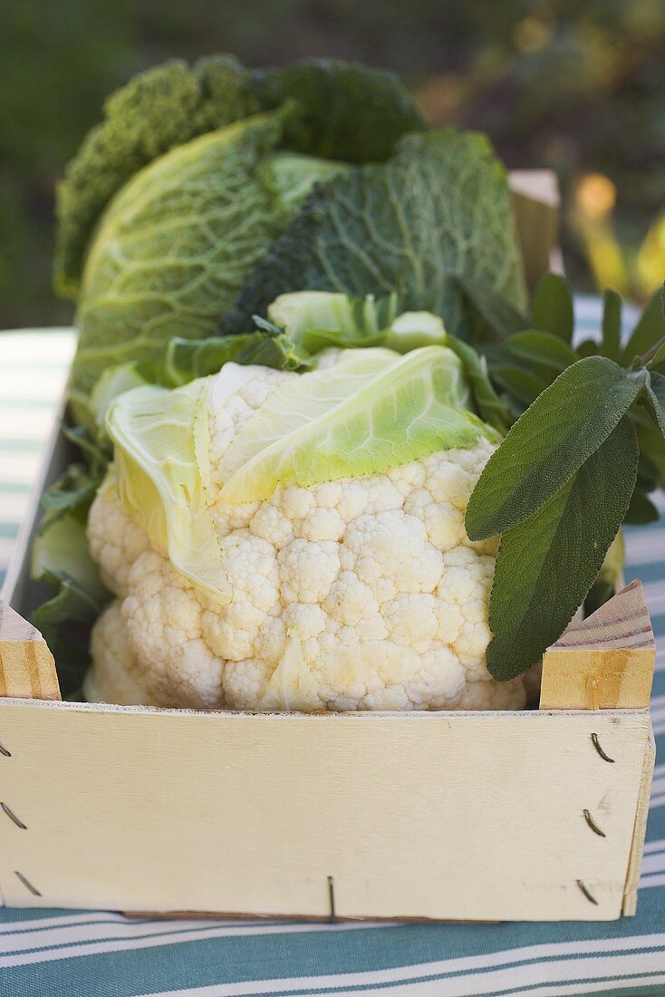 Cauliflower and savoy cabbage in crate