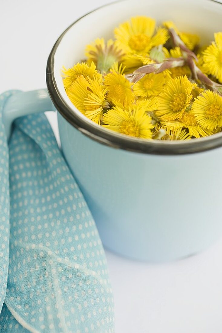 Coltsfoot flowers in a blue pot