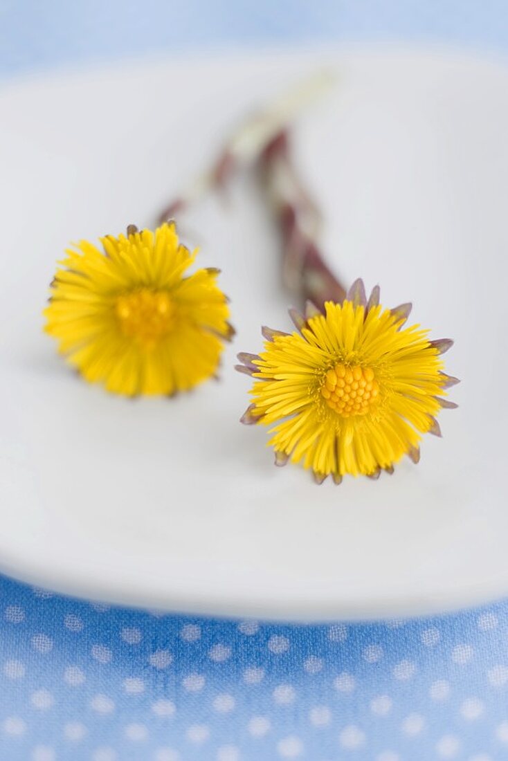 Two coltsfoot flowers on a plate