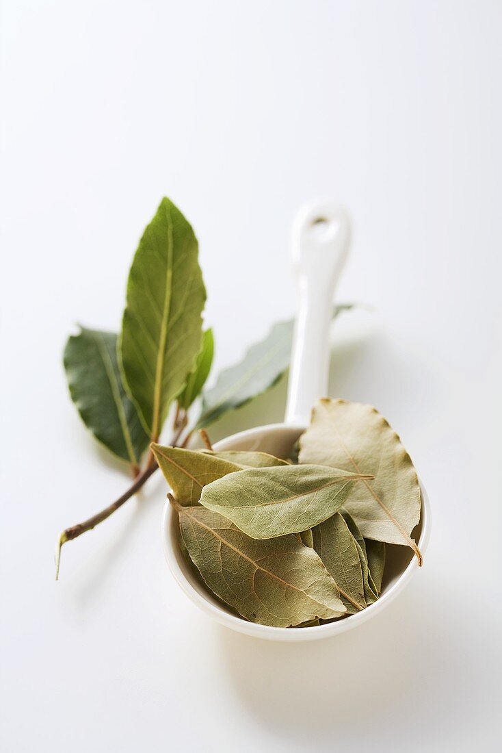 Bay leaves, fresh and dried