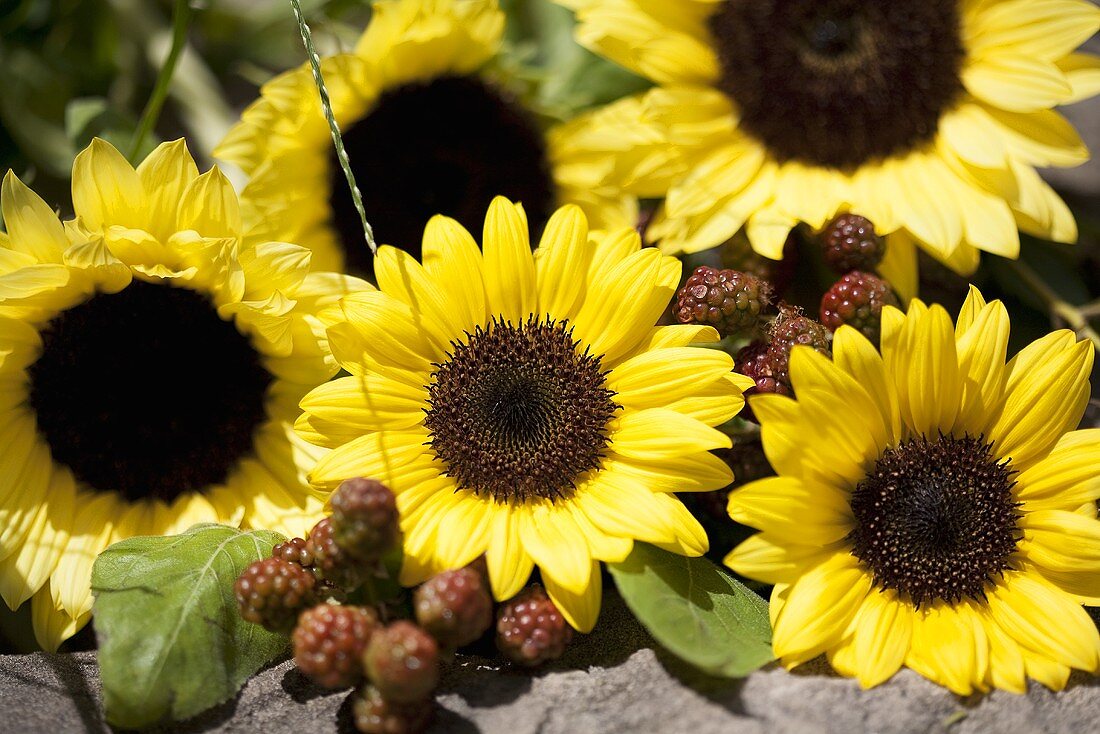 Sunflowers and blackberries