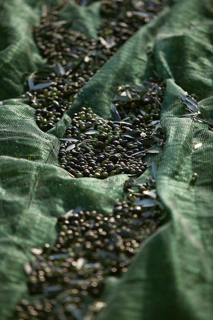 Olives on netting, Tuscany, Italy