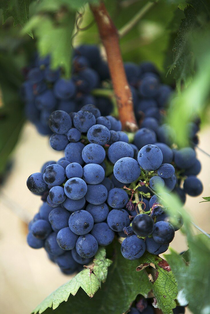 Montepulciano grapes at the Cantine Masciarelli vineyard in Abruzzo, Italy