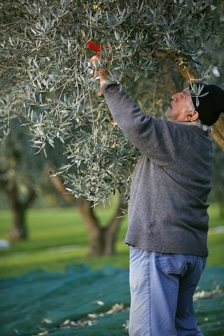 Harvesting olives, Tuscany, Italy