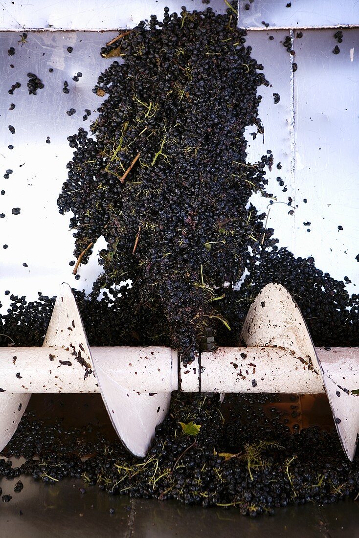 Cannonau grapes in a crusher at the Cantine Argiolas vineyard, Sardinia, Italy