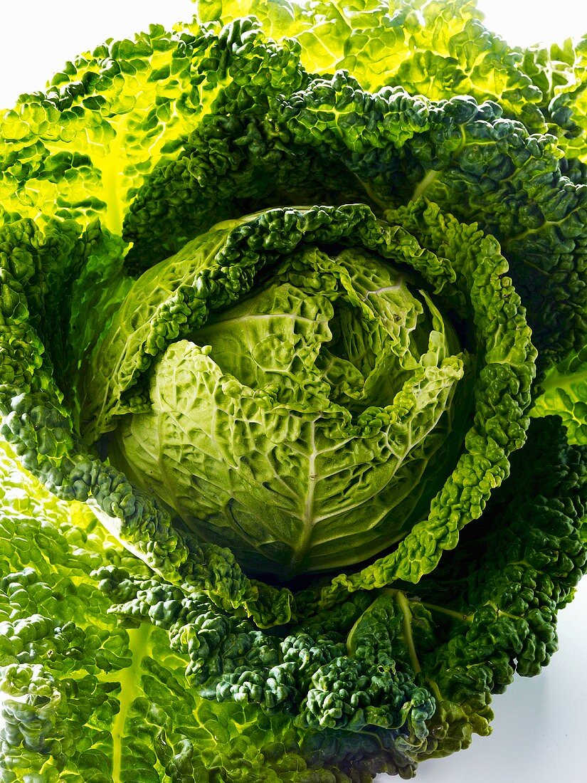 A savoy cabbage