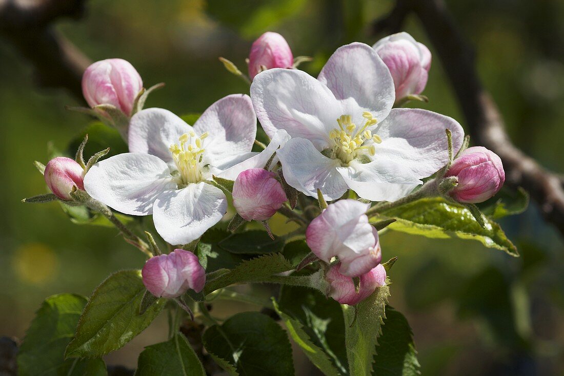 A sprig of apple blossoms (variety: Jonagold)