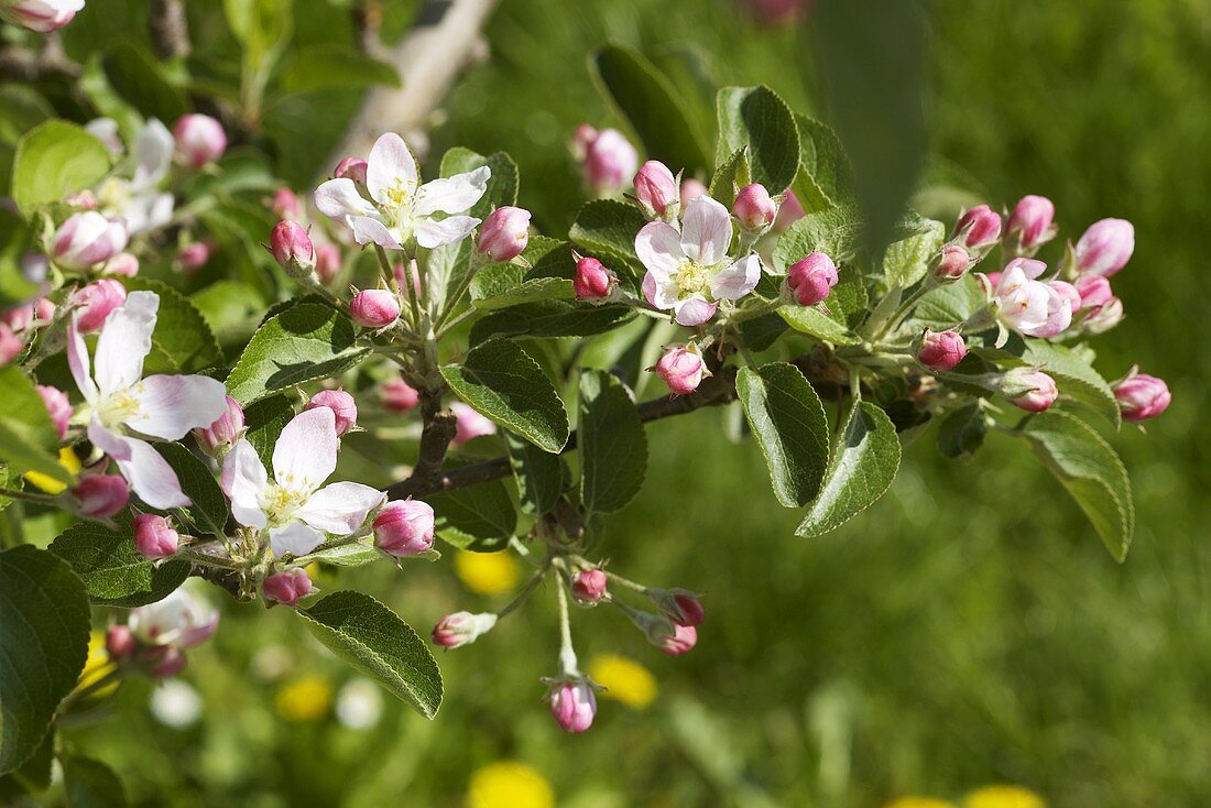 Apfelblüten am Zweig (Sorte Braeburn)