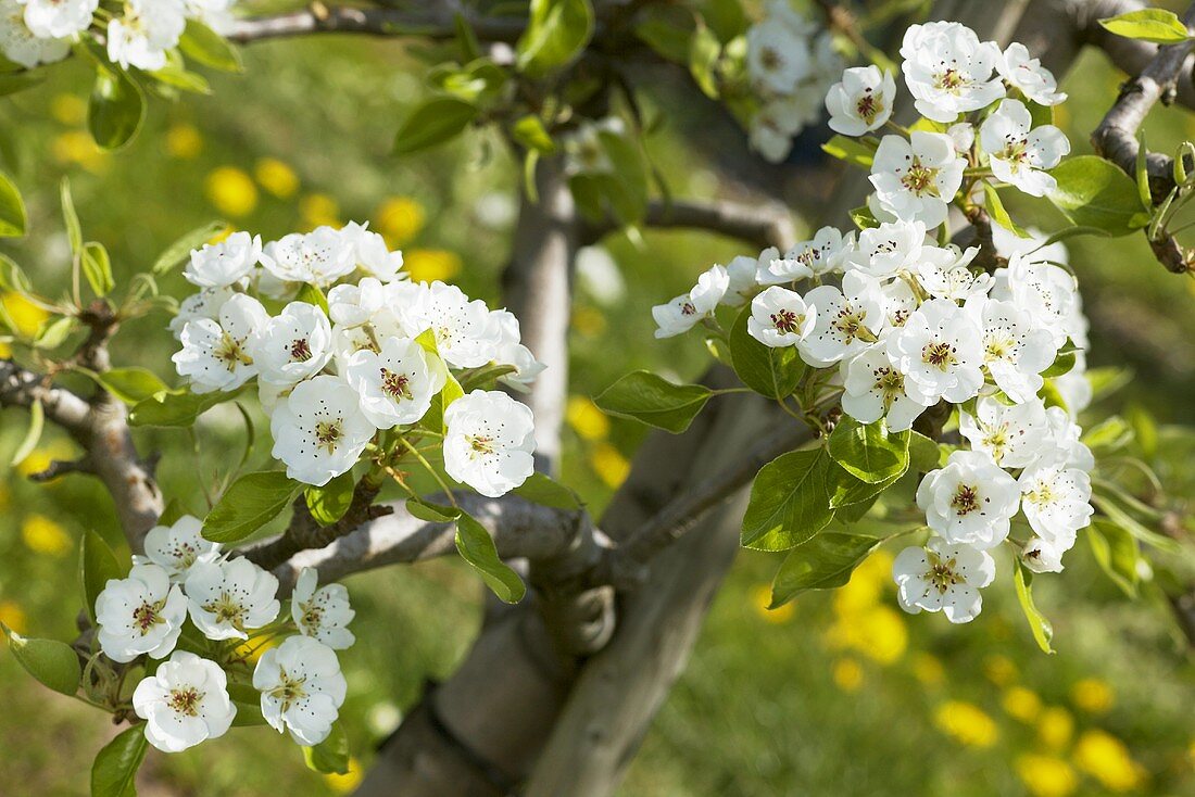 Pear blossom on a tree (variety: Clapps Favourite)