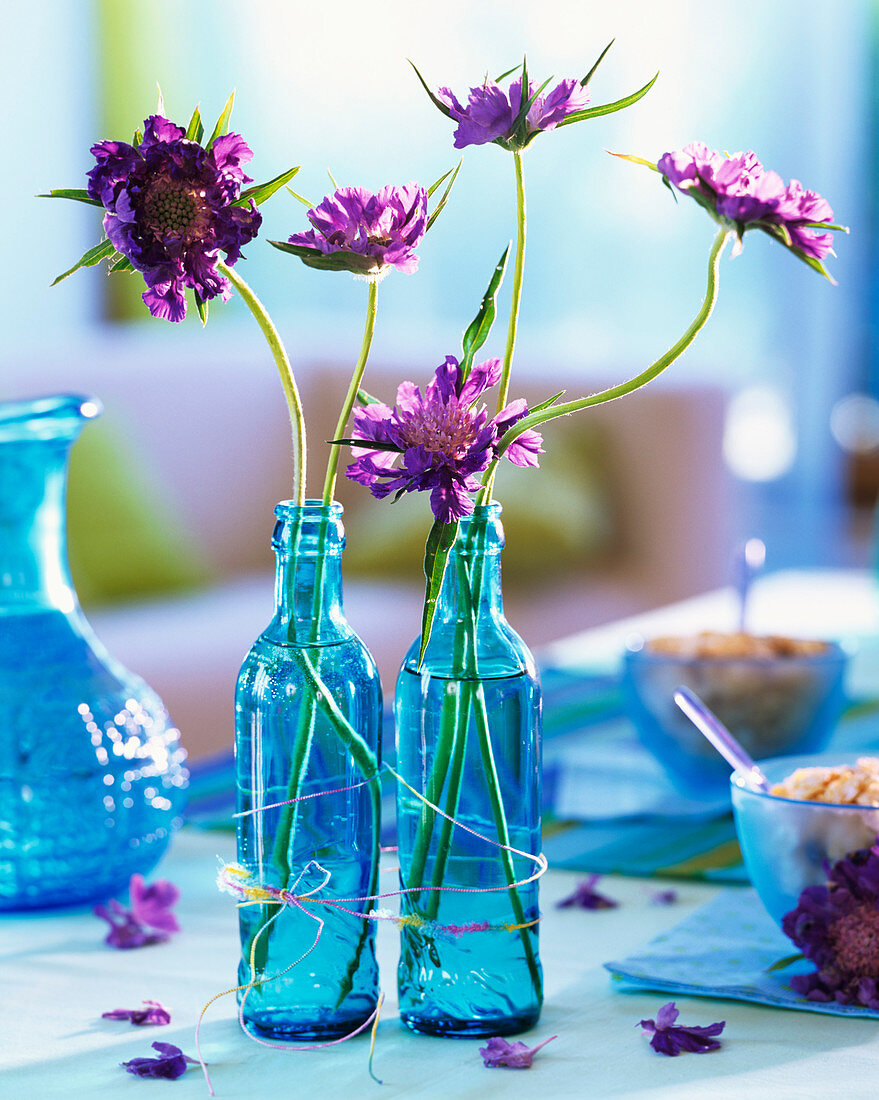 Scabious in blue bottles