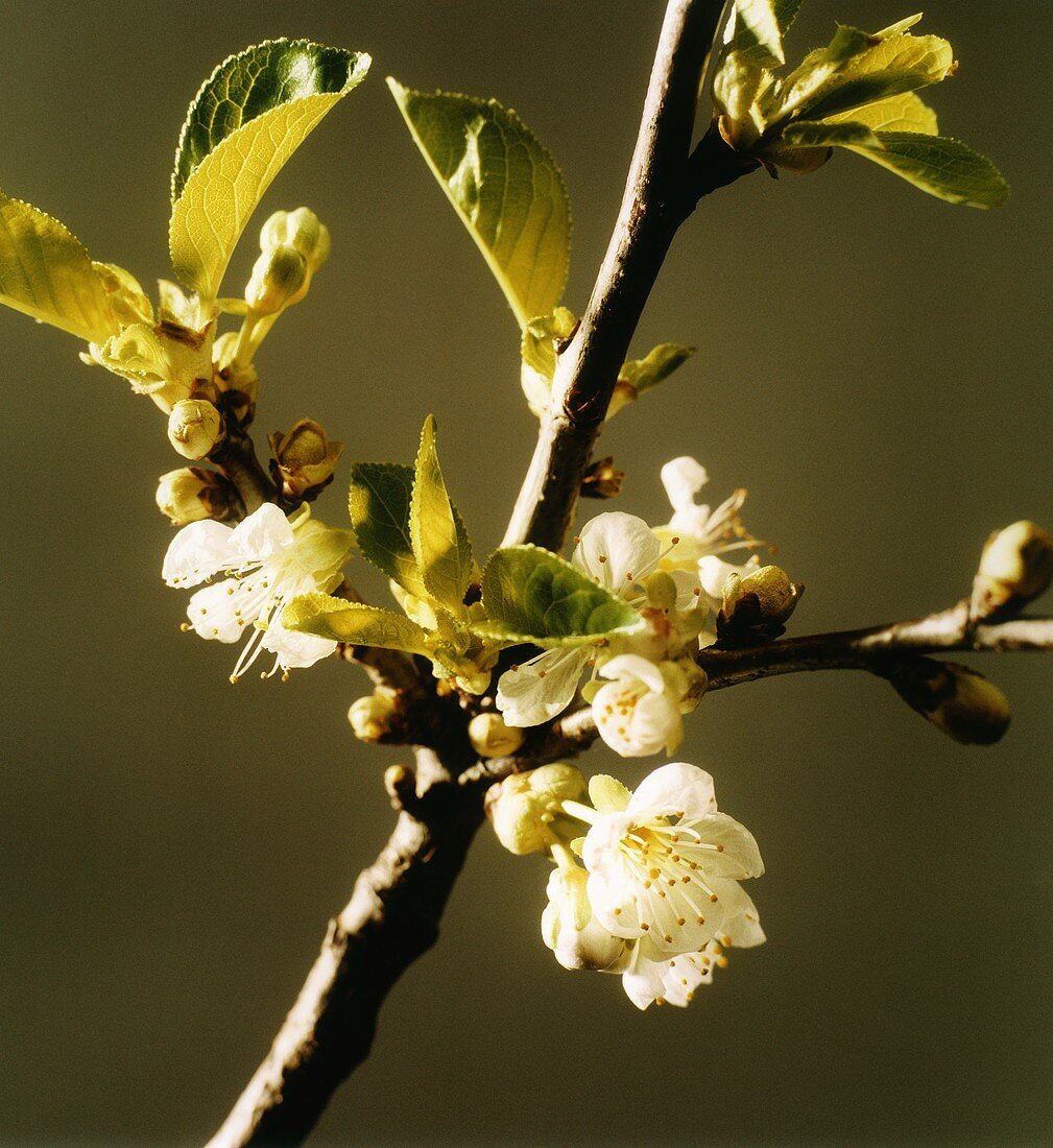 Apfelblüte am Zweig