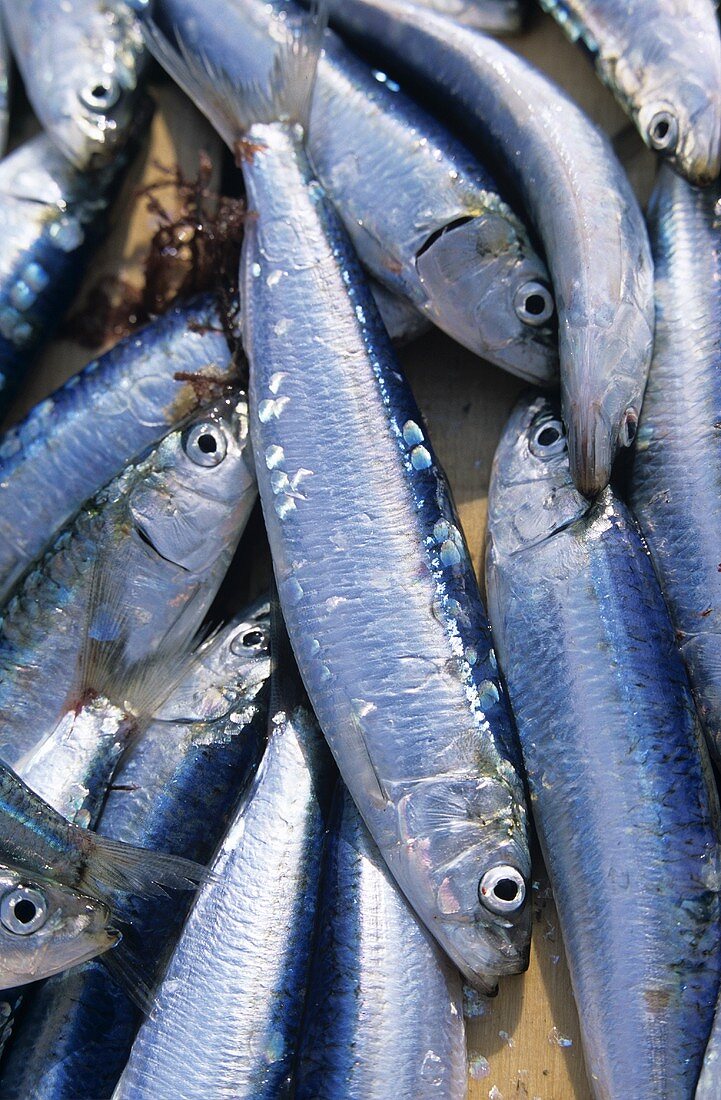 Frisch gefangene Sardinen (Bretagne, Frankreich)