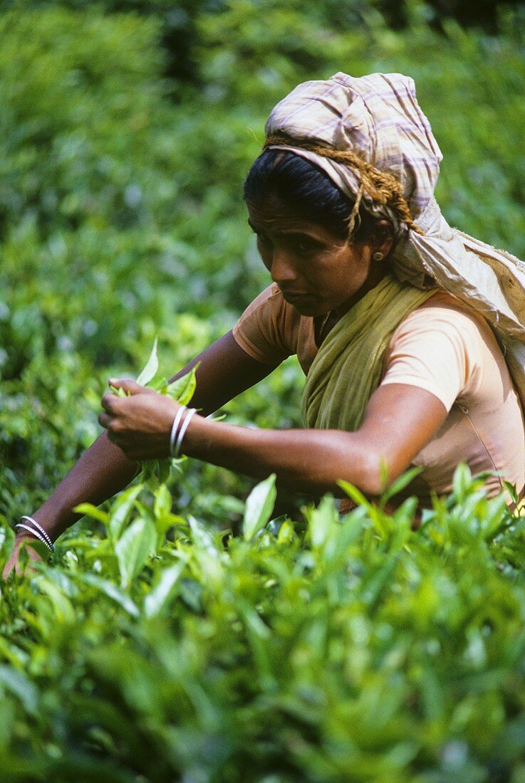 Frau pflückt Teeblätter auf einer Teeplantage in Sri Lanka