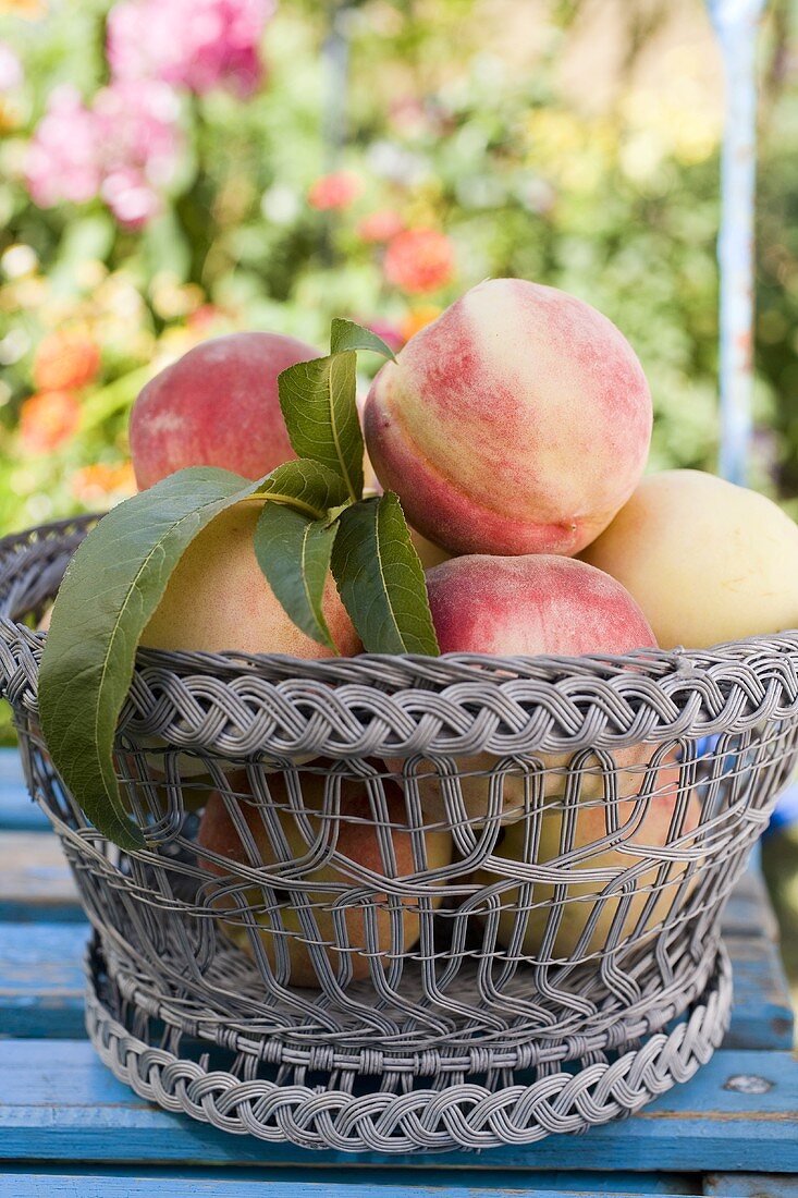 Korbschale mit frischen Pfirsichen auf einem Gartentisch
