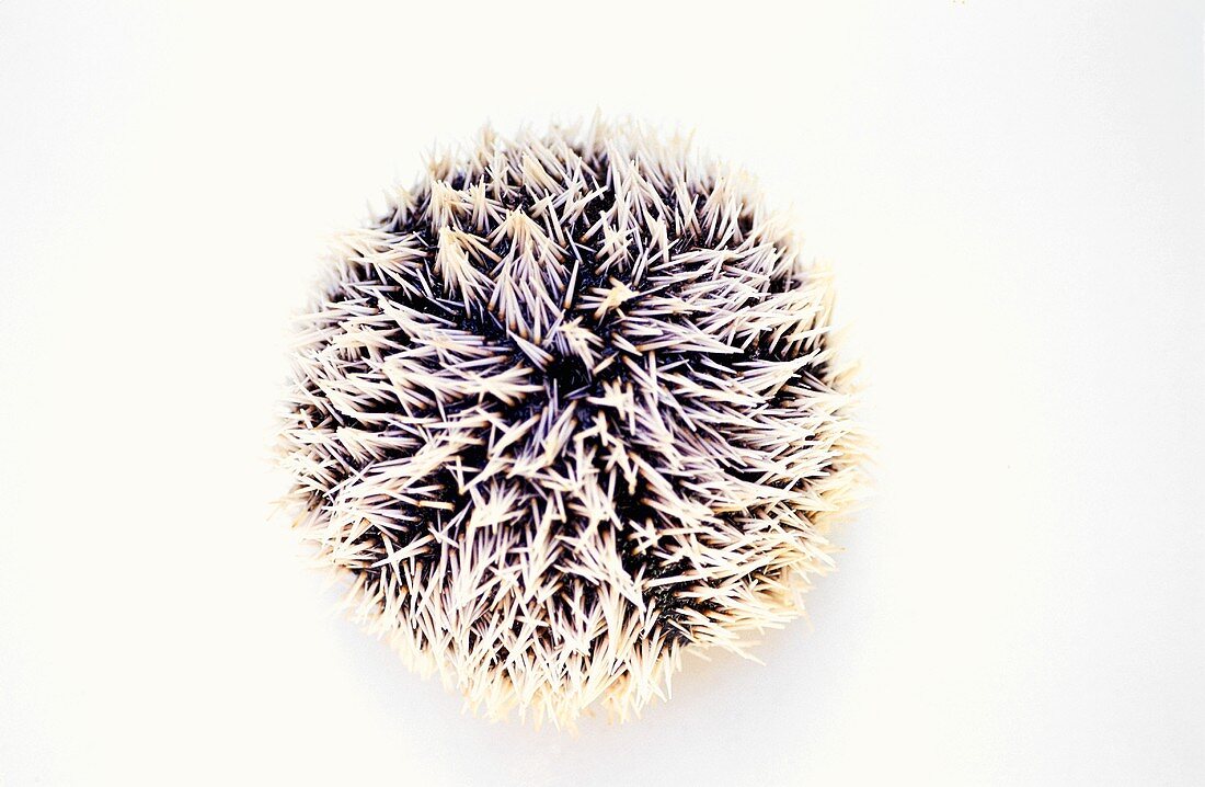 Sea urchin