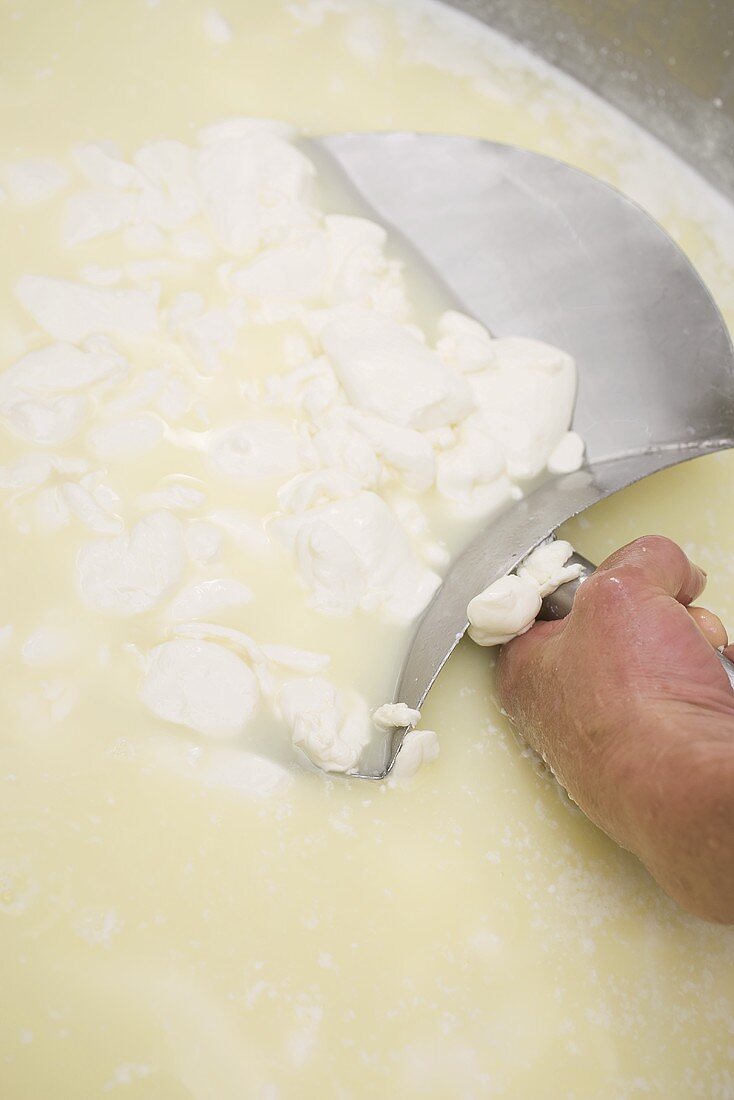 Making mozzarella: hand taking cheese curd out of container
